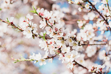 Beautiful almond tree flowers on a branch in the tree with blue sky behind