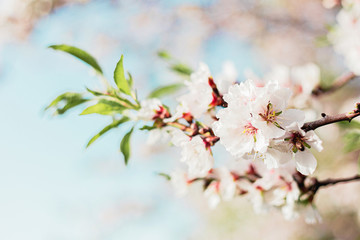 Beautiful almond tree flowers on a branch in the tree with blue sky behind