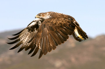 Fototapeta na wymiar Bonelli´s Eagle, Aquila fasciata