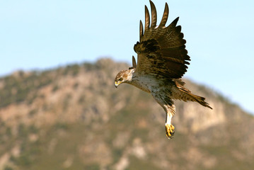 Bonelli´s Eagle, Aquila fasciata, eagle, raptor, bird
