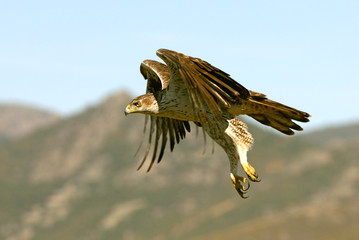 Bonelli´s Eagle, Aquila fasciata
