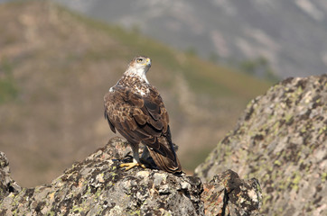 Bonelli´s Eagle, Aquila fasciata