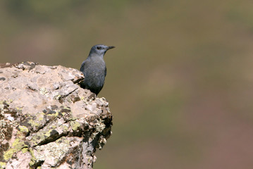 Obraz premium Blue rock thrush, Monticola solitarius, birds