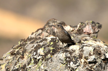 Female of Blue rock thrush, Monticola solitarius
