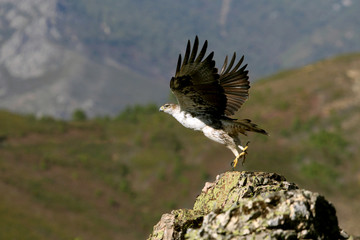 Bonelli´s Eagle, Aquila fasciata