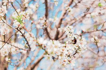 Beautiful butterfly and almond tree flowers on a branch in the tree with blue sky behind