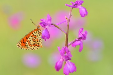 Melitaea trivia 699