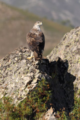Bonelli´s Eagle, Aquila fasciata, birds