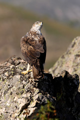 Bonelli´s Eagle, Aquila fasciata