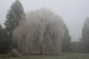 Saulepleureur givré