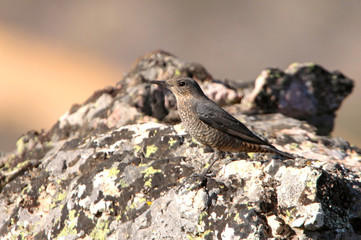 Female of Blue rock thrush, Monticola solitarius