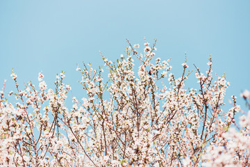 Beautiful almond tree flowers on a branch in the tree with blue sky behind