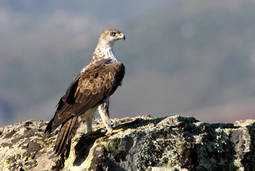 Bonelli´s Eagle, Aquila fasciata, birds