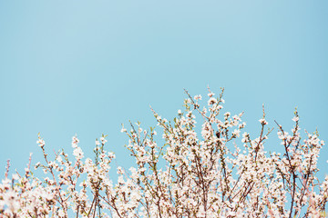 Beautiful almond tree flowers on a branch in the tree with blue sky behind