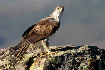 Bonelli´s Eagle, Aquila fasciata