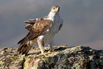 Bonelli´s Eagle, Aquila fasciata, birds