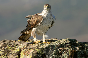 Bonelli´s Eagle, Aquila fasciata