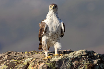 Bonelli´s Eagle, Aquila fasciata, birds