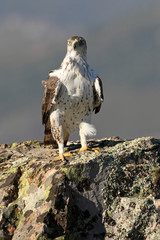 Bonelli´s Eagle, Aquila fasciata