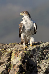 Bonelli´s Eagle, Aquila fasciata, eagle, raptor, bird