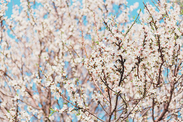 Beautiful almond tree flowers on a branch in the tree with blue sky behind