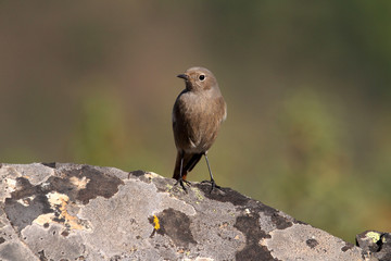 Female of Black redstart, Phoenicurus ochruros