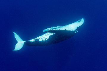 Humpback whales in Kingdom of Tonga