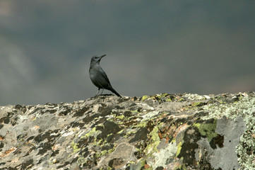 Male of Blue rock thrush, Monticola solitarius