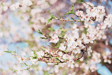 Beautiful almond tree flowers on a branch in the tree with blue sky behind