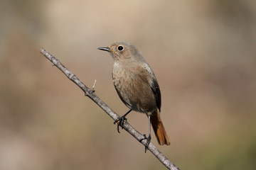 Black redstart, Phoenicurus ochruros