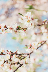Beautiful almond tree flowers on a branch in the tree with blue sky behind
