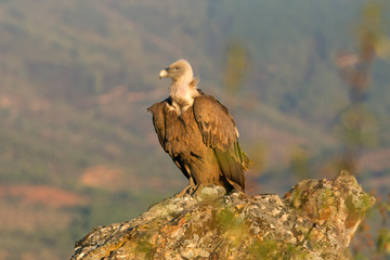 Griffon vulture, Gyps fulvus, scavenger