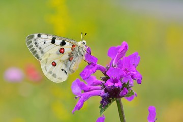 Parnassius apollo