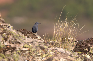 Male of Blue rock thrush, Monticola solitarius