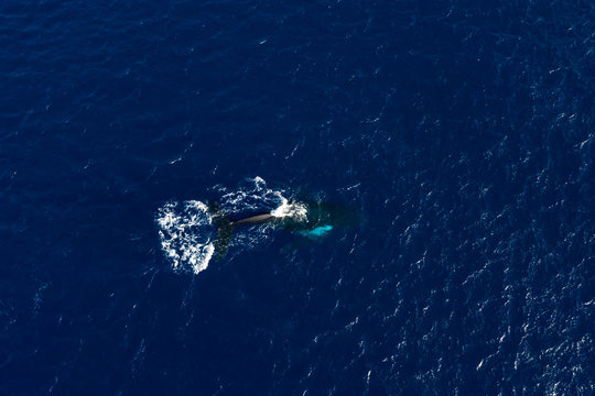 Humpback Whale Mother And Calf Aerial Photography