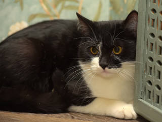 black and white shorthair cat