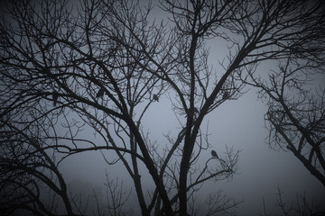 Obraz premium spooky birds on barren tree branches on a misty morning