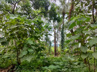 Fototapeta premium trees in the forest