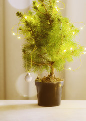 Natural fir tree with glowing garland on the pot. Eco friendly Christmas or New Year concept.