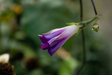 With the onset of autumn, the loach flower does not lose its beauty