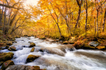 See the beautiful waterfall in Oirase gorge in autumn, Tohoku, Aomori - 298637679