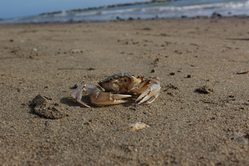 crab on the beach