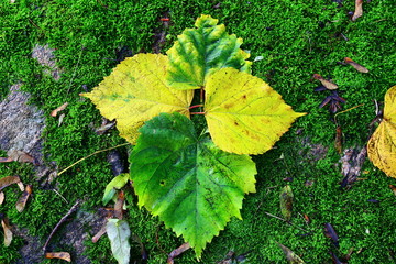 Large autumn leaves in different colors, flat lay on the ground