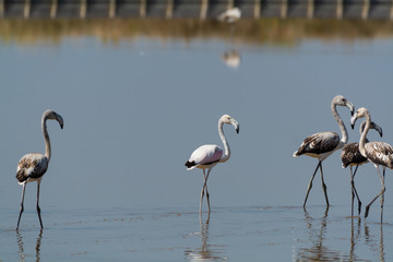 Fenicotteri rosa nelle saline di Cervia