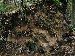 A fallen tree in the forest due to old age or erosion, soil destruction