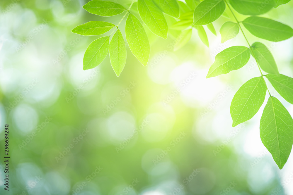 Wall mural green leaf with beautiful bokeh with copy space for text. nature and fresh background concept.