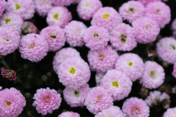 Bush chrysanthemums are last autumn flowers