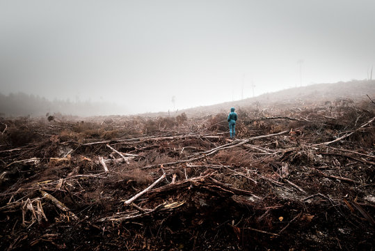 Person stands in the middle of a dead forest surrounded by dense fog, lumbered by timber industry, Tarkine Forest, Tasmania, Australia
