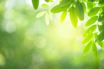 Green leaf with beautiful bokeh with copy space for text. Nature and fresh background concept.