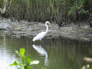 great white heron in water